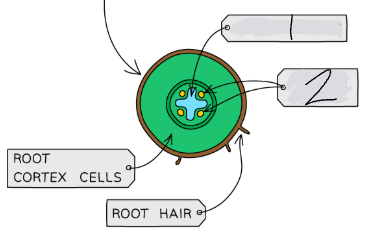 <p>In the cross-section of a root, what is <strong>2</strong>?</p>