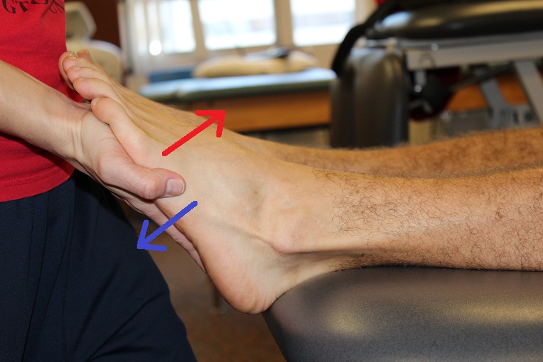 <ul><li><p><span style="font-family: &quot;Aptos&quot;, sans-serif;">Plantarflex with knee extended (gastrocnemius) and flexed (soleus) in a prone or standing position. <br>Observe and palpate the muscles in the calf.</span></p></li><li><p class="MsoNormal"><span style="font-family: &quot;Aptos&quot;, sans-serif;">Demonstrate plantarflexion +/- inversion (tibialis posterior) or toe flexion (flexor hallucis longus and flexor digitorum longus).</span></p></li><li><p class="MsoNormal"><span style="font-family: &quot;Aptos&quot;, sans-serif;">Support the lower leg and resist the forefoot for ankle/subtalar movement.</span></p></li><li><p class="MsoNormal"><span style="font-family: &quot;Aptos&quot;, sans-serif;">Support the foot and resist the distal phalanges for toe movements.</span></p></li><li><p class="MsoNormal"><span style="font-family: &quot;Aptos&quot;, sans-serif;">You may palpate tension in the tendons behind the flexor retinaculum or in the sole of the foot.</span></p></li><li><p class="MsoNormal"><span style="font-family: &quot;Aptos&quot;, sans-serif;">Choose a supine position for best control and communication with your model.</span></p></li></ul><p></p>