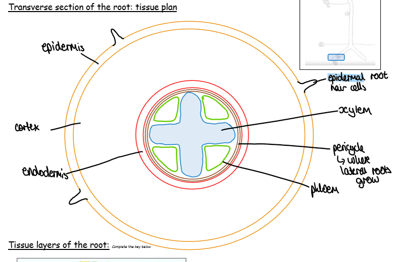 <p>epidermis, cortex, endodermis, pericycle, xylem</p>