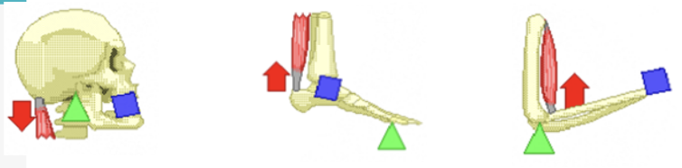 <p>Skeletons as anchorage for muscles and as levers</p><ul><li><p>In body…</p><ul><li><p>Bone = Lever / Joint =<strong> </strong><span style="color: green;"><strong>Fulcrum</strong></span><strong> </strong>/&nbsp;Muscle contraction provides <span style="color: red;"><strong>effort force</strong></span><strong>&nbsp;</strong>on bone → Moves weight of body part (<span style="color: blue;"><strong>Load</strong></span>)</p><ul><li><p><strong>First-class lever</strong>&nbsp;= Contraction of <span style="color: red;">neck muscle</span> pulls on&nbsp;<span style="color: green;">skull</span>&nbsp;→ <span style="color: blue;">Face</span> rise</p></li><li><p><strong>Second-class lever</strong>&nbsp;= Contraction of <span style="color: red;">calf muscle</span>&nbsp;causes <span style="color: green;">ball of foot</span> to pivot → <span style="color: blue;">Foot</span> rise</p></li><li><p><strong>Third-class lever</strong>&nbsp;= Contraction of <span style="color: red;">bicep muscle&nbsp;</span>acts on <span style="color: green;">elbow joint</span> → <span style="color: blue;">Forearm</span>&nbsp;rises to lift object</p></li></ul></li></ul></li></ul><p></p><p>Arthropods have <strong>exoskeletons</strong>; Vertebrates have <strong>endoskeletons</strong></p>