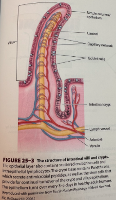 <ul><li><p><span>Villi maximize surface area throughout the small intestines</span></p></li><li><p><span>Stem cells that give rise to crypt and villus epithelial cells reside toward the base of the crypts and are responsible for completely renewing the epithelium every few days or so</span></p><ul><li><p><span>Daughter cells undergo several rounds of cell division in the crypts then migrate out onto the villi where they are eventually shed</span></p></li></ul></li><li><p><span>Microvilli on the apical membranes of the villus epithelial cells have a dense glycocalyx (brush border)</span></p><ul><li><p><span>Protects the cells to some extent from the digestive enzymes</span></p></li><li><p><span>Brush border hydrolases also present and perform the final steps of digestion for specific nutrients</span></p></li></ul></li></ul><p></p>