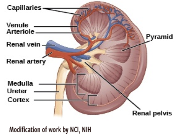 <ul><li><p>Kidney collects and filters fluids</p></li><li><p>Removes waste and regulates water/salt concentration in blood</p></li><li><p>When water is high: less water conservation (you pee more)</p></li><li><p>When water is low: more water conservation (you pee less)</p></li></ul>