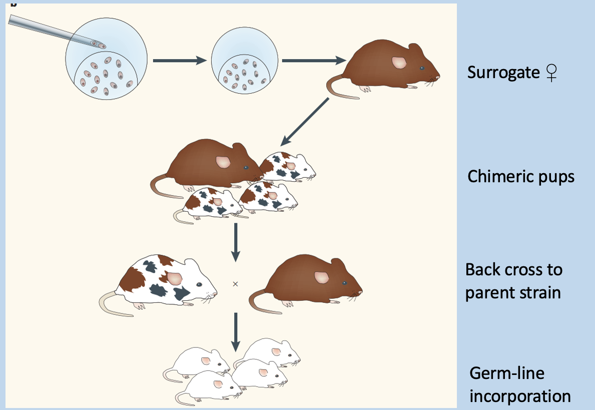 <p>Pups requires back-crossing - genotyping mice</p>