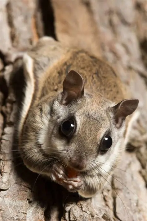 <p>Southern flying squirrel</p>