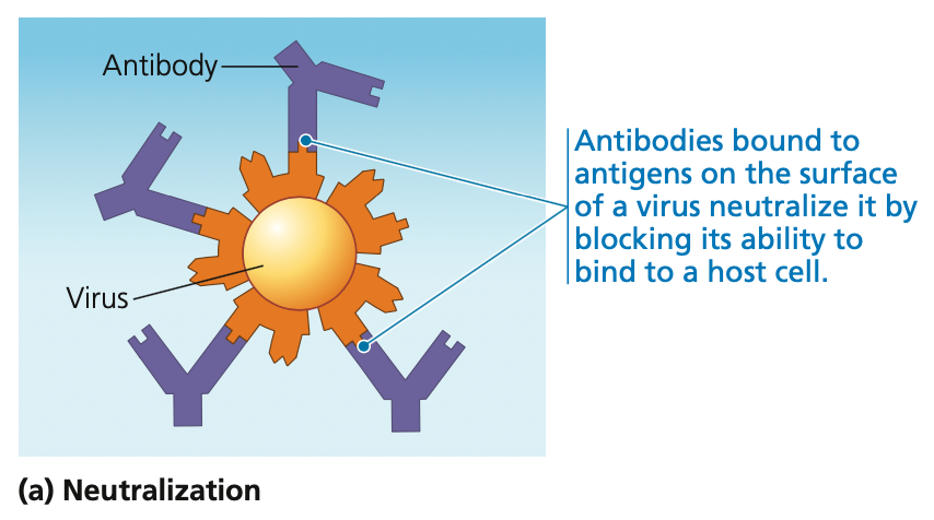 
1. **Neutralization**

* When antibodies ___ to proteins on the surface of a virus
* Bound antibodies prevent viral infection, neutralizing the virus