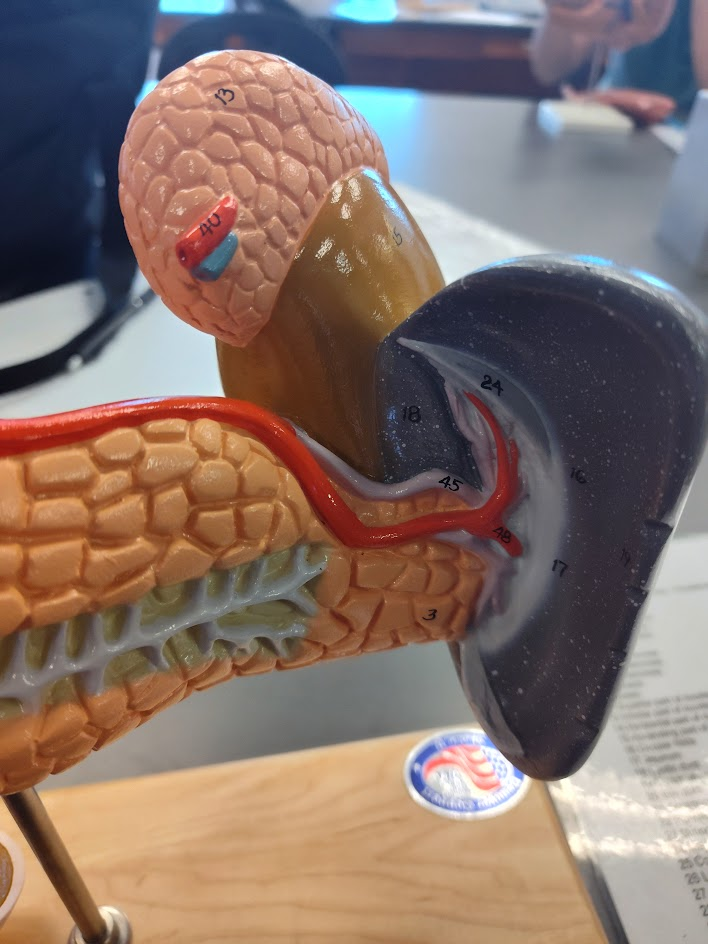 <p>tail of pancreas </p>
