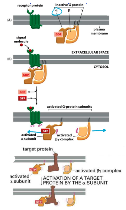 <p>Explain the <strong>activation</strong> of G-protein coupled receptor (GPCR).</p>