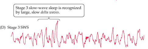 <ul><li><p><strong>Delta waves</strong> dominate (large amplitude, low frequency).</p></li><li><p>Cortical activity is <strong>synchronized</strong>.</p></li><li><p>Very restorative sleep stage.</p></li></ul><p></p>