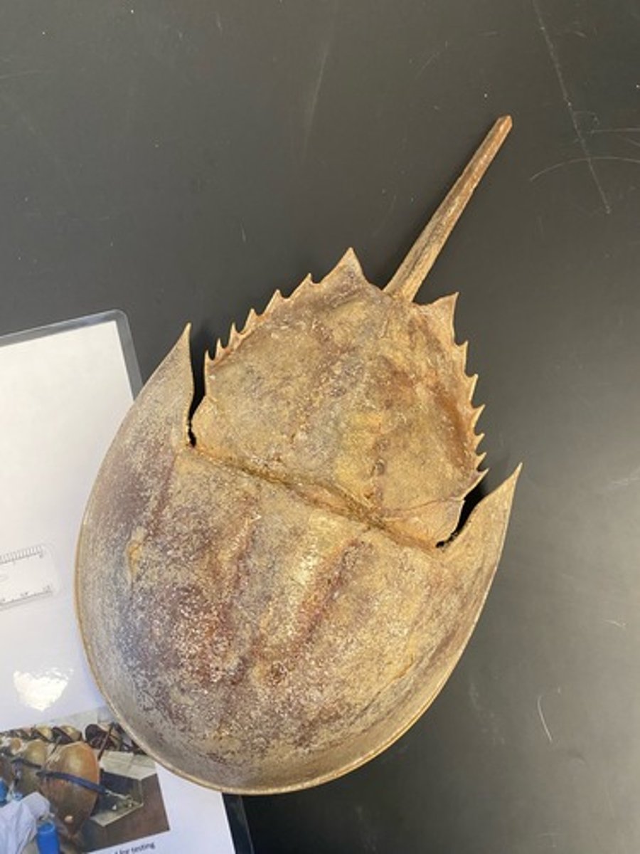 <p>What is the larval stage of this organism called?</p>