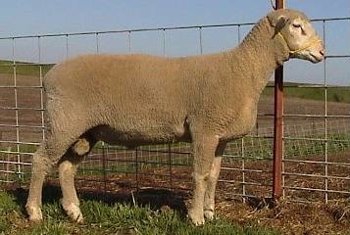 <p>other breeds- highly prolific/lightest muscle sheep:</p><p>originated in US; crossing Rambouillet, Dorset, Targhee and Finnish Landrace (1/4 each); out-of-season breeding, hardiness (tough), acceptable wool (little value)</p>