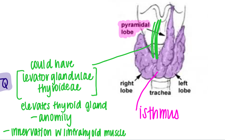 Endocrine gland (releases into blood) 

Produces thyroxine and calcitonin 

\
It lies at the level of cervical vertebrae 5 through thoracic vertebrae 1 

\
It is generally either H or U shaped and consists of 3 parts:


1. Left Lobe
2. Right Lobe 
3. Isthmus (connects R/L lobes) 

\
Anatomical Variations:

\- Approximately 50% of thyroid glands also have a pyramidal lobe, which extends upward from the isthmus as a finger or glandular tissue 

\- Another common variation found associated with the thyroid gland is the levator glandulae thyroideae muscle, which connects the isthmus of the thyroid gland with the hyoid bone. 