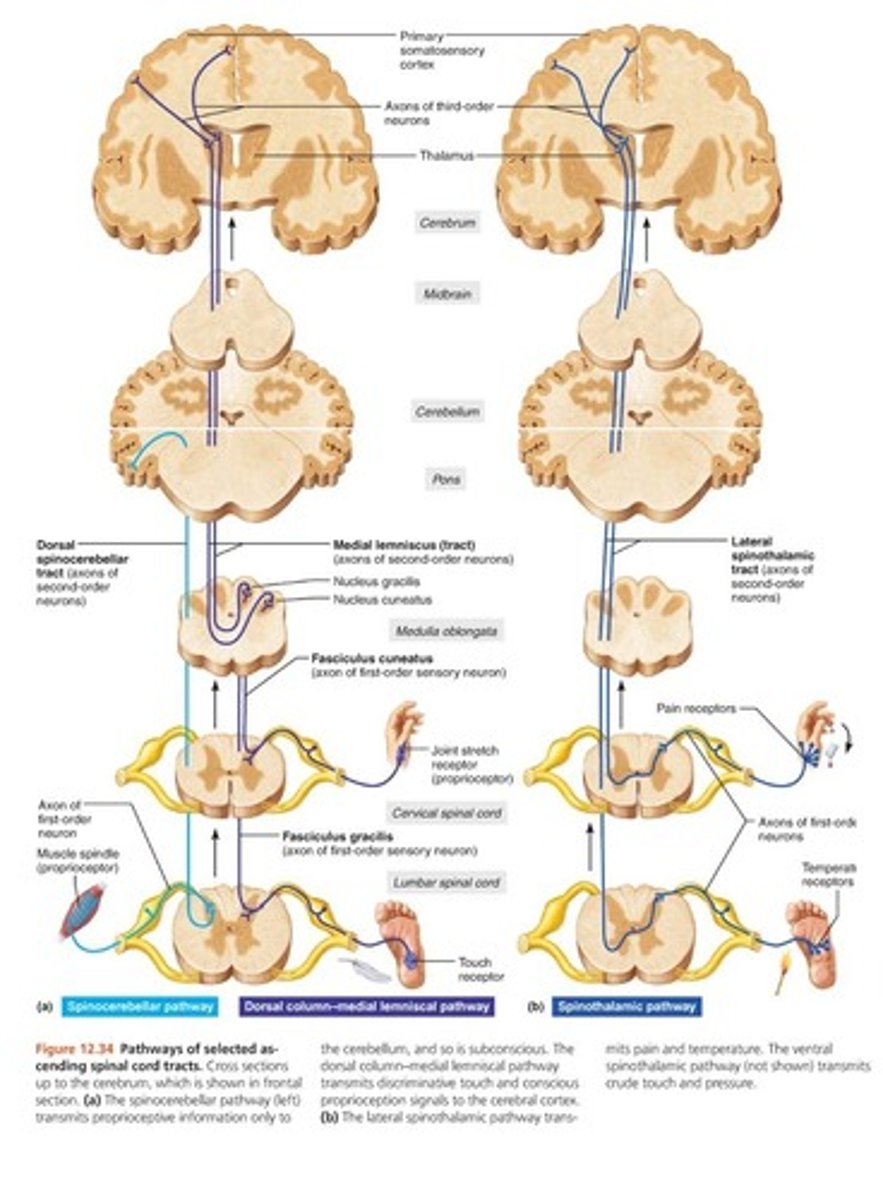 <p>-carries signals from the midthoracic and lower parts of the body (dorsal column ascending)</p><p>-Below T6, it composes the entire posterior column (at T6 joins cuneate fasciculus)</p><p>-First order nerve fibers end in the gracile nucleus on the ipsilateral side and synapse with second order neurons in the medulla. Second order neuron decussate in medulla forming medial lemniscus. Synapse with third order neuron at thalamus where third order carries signals to contralateral cerebral hemisphere</p><p>carries signals for vibration, visceral pain, deep and discriminative touch and proprioception (non-visual sense of position and movement of body) from lower limbs and lower trunk</p>