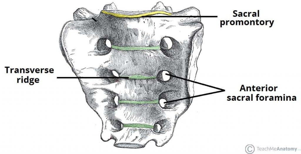 <p>Forward-projecting part of the first sacral vertebral body; marks the pelvic brim.</p>