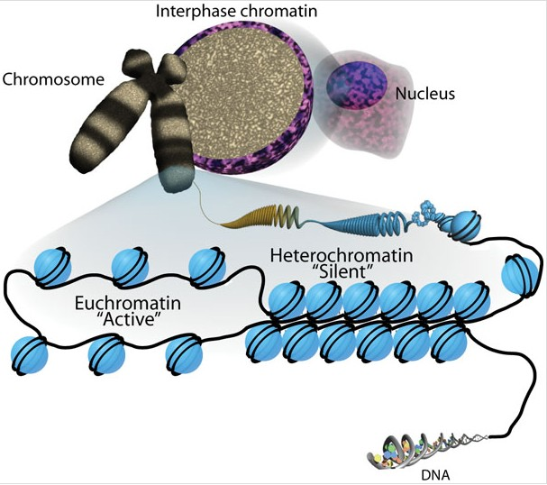 <p>-less tightly packed nucleosomes</p><p>-coincides with regular transcription</p><p>-H3—&gt; acetylation</p><ul><li><p>Acetylation of histone is linked to <strong>euchromatin</strong> (active, open chromatin).</p></li></ul><p></p>