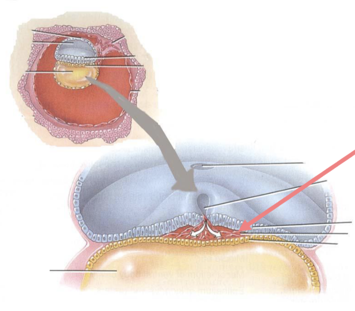 <p>Mesoderm</p>