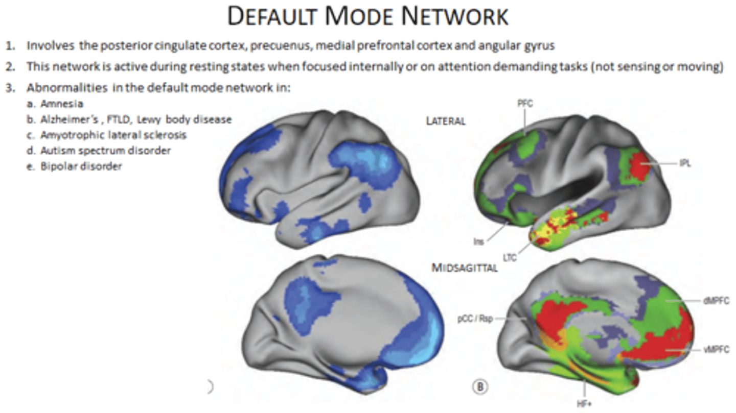<p>Wat is het?Het Default Mode Network is een netwerk van hersengebieden dat actief is wanneer we niet op de buitenwereld gericht zijn — dus tijdens rust, dagdromen, zelfreflectie, herinneringen ophalen of denken aan de toekomst.</p><p>📍 Belangrijke functies:</p><p>Zelfbewustzijn &amp; zelfreflectie</p><p>Autobiografisch geheugen</p><p>Mentale simulatie (denken aan de toekomst/verleden)</p><p>Theory of Mind (nadenken over gedachten van anderen)</p><p>⚙️ Belangrijke hersengebieden:</p><p>Mediale prefrontale cortex (mPFC)</p><p>Posterior cingulate cortex (PCC)</p><p>Precuneus</p><p>Inferior parietal lobule</p><p>‍♂️ In religieuze/spirituele contexten:</p><p>Meditatie &amp; psychedelica → verminderde DMN-activatie, wat leidt tot:▪️ Ego-dissolutie▪️ Mystieke ervaringen▪️ Gevoel van verbondenheid</p><p>Kan bijdragen aan therapeutische effecten, zoals bij:▪️ Depressie▪️ Verslaving▪️ Angst voor de dood</p><p>🚨 Bij mentale stoornissen:</p><p>Hyperactieve en hyperverbonden DMN komt voor bij o.a.:▪️ Depressie▪️ Schizofrenie→ Te veel 'vastzitten' in piekeren, zelfkritiek en wanen</p>