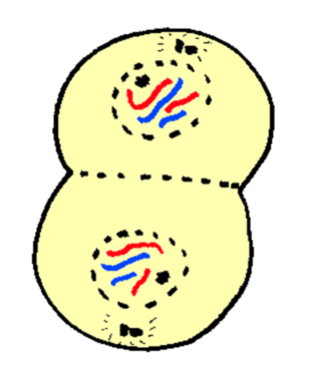 <p>Stage of Mitosis where two new nuclei form around each set of chromosomes</p>
