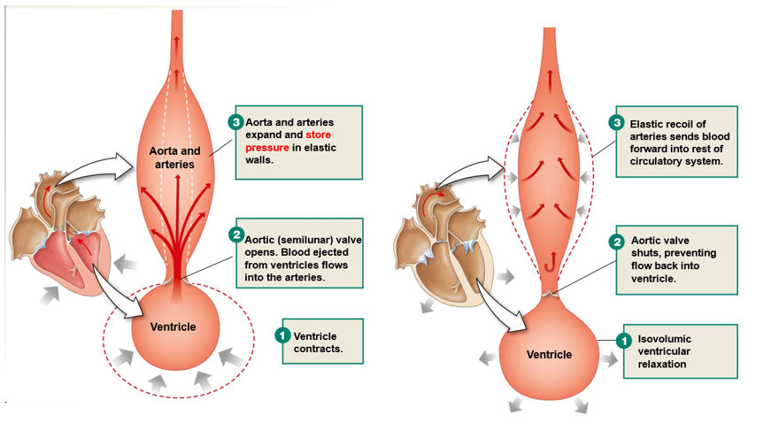 <p><u>ventricles contract</u>: blood pushed into arteries, walls stretch</p><ul><li><p>presure stored in elastic walls</p></li></ul><p><u>ventricles relax</u>: aortic valve closes, elastic recoil of arteries pushes blood through rest of circulatory system</p>