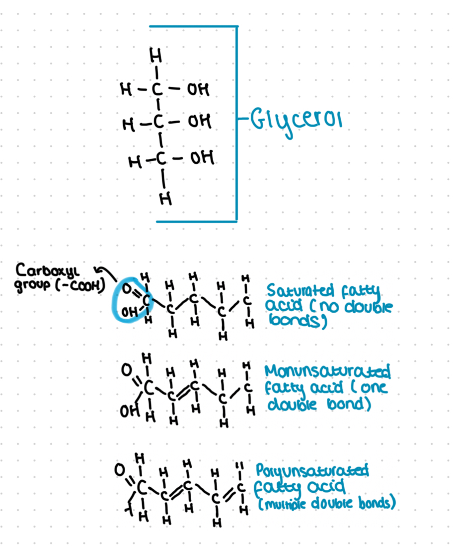 <ul><li><p>More saturated = more dense</p></li><li><p>Increasing double bonds introduces ‘kinks’ into the molecules, this reduces density as there will be more space between the hydrocarbons</p></li><li><p>Animal fats tend to be saturated and plant fats tend to be unsaturated</p></li></ul>