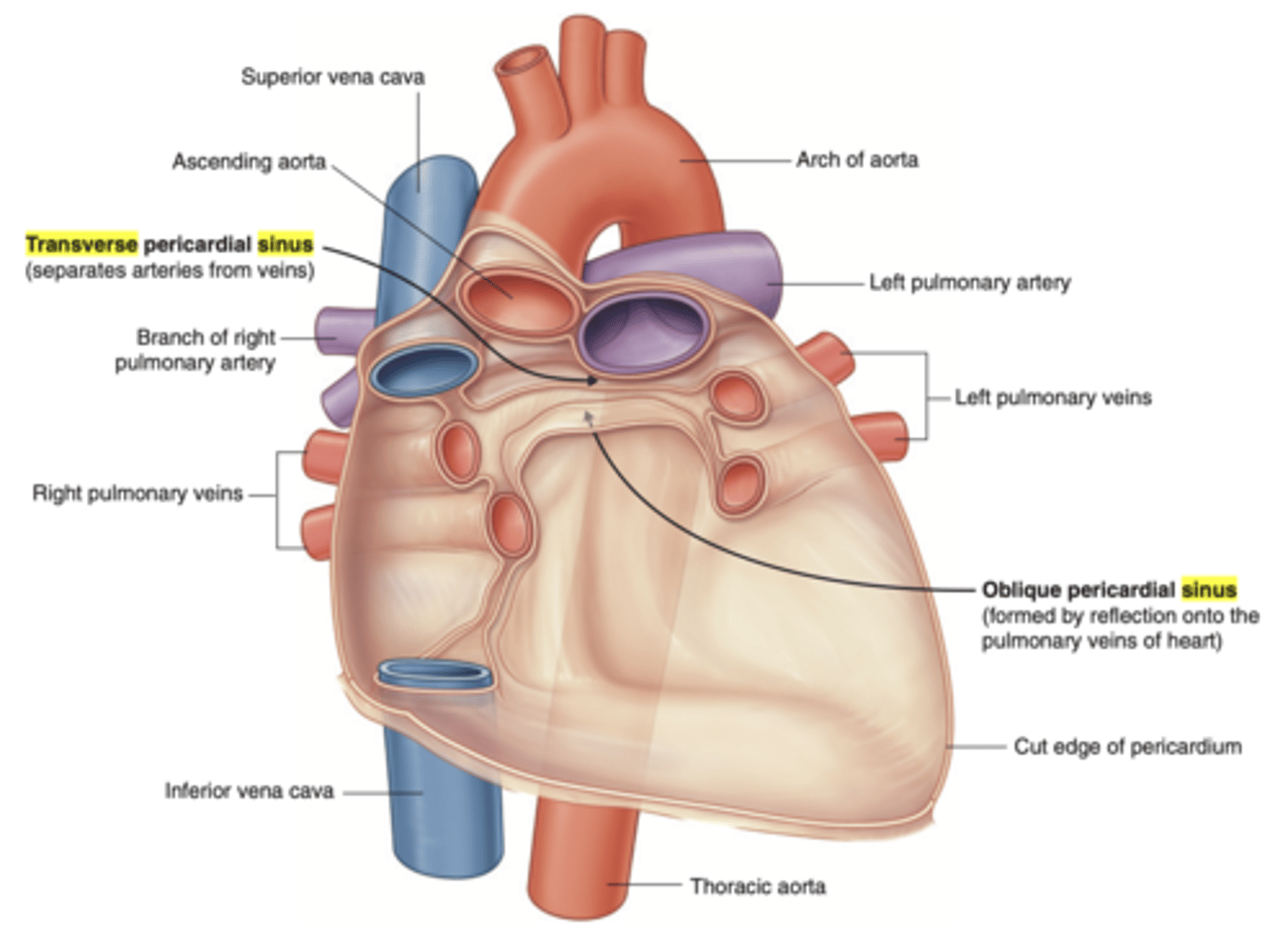 <p>. transverse sinus</p><p>. oblique sinus</p><p>. Allow for the passage of structures such as blood vessels </p><p>. Clinically significant as potential sites of fluid accumulation.</p>