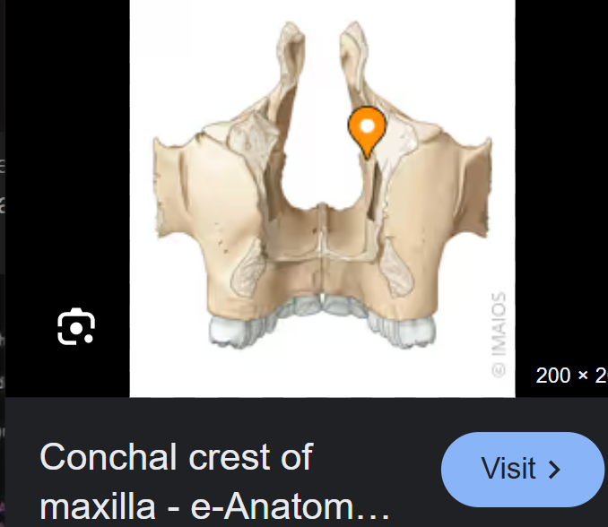<p>Conchal crest</p>