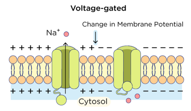 <p>A type of active channel that only opens when there is a change in membrane voltage in the environment, where it will close once it reaches +30 mV.</p>