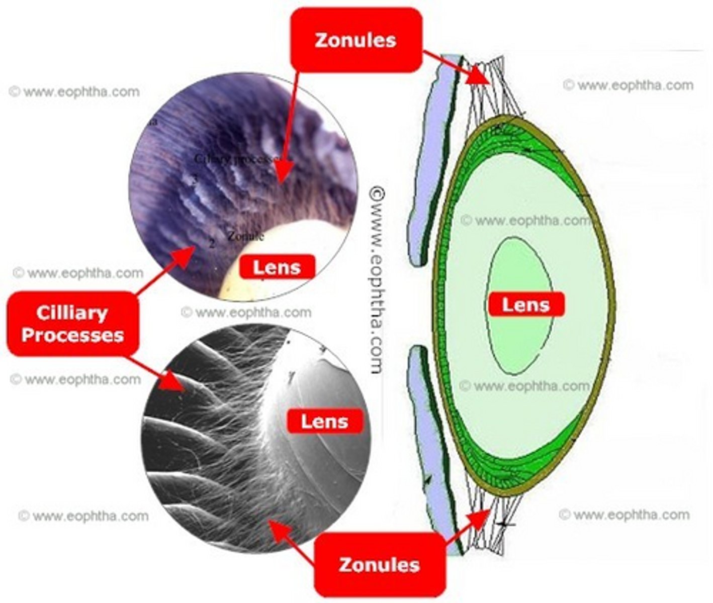 <p>3-4 mm zone around equator</p>