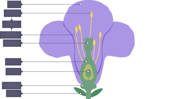 <p>Insect pollinated plant diagram unlabelled </p>