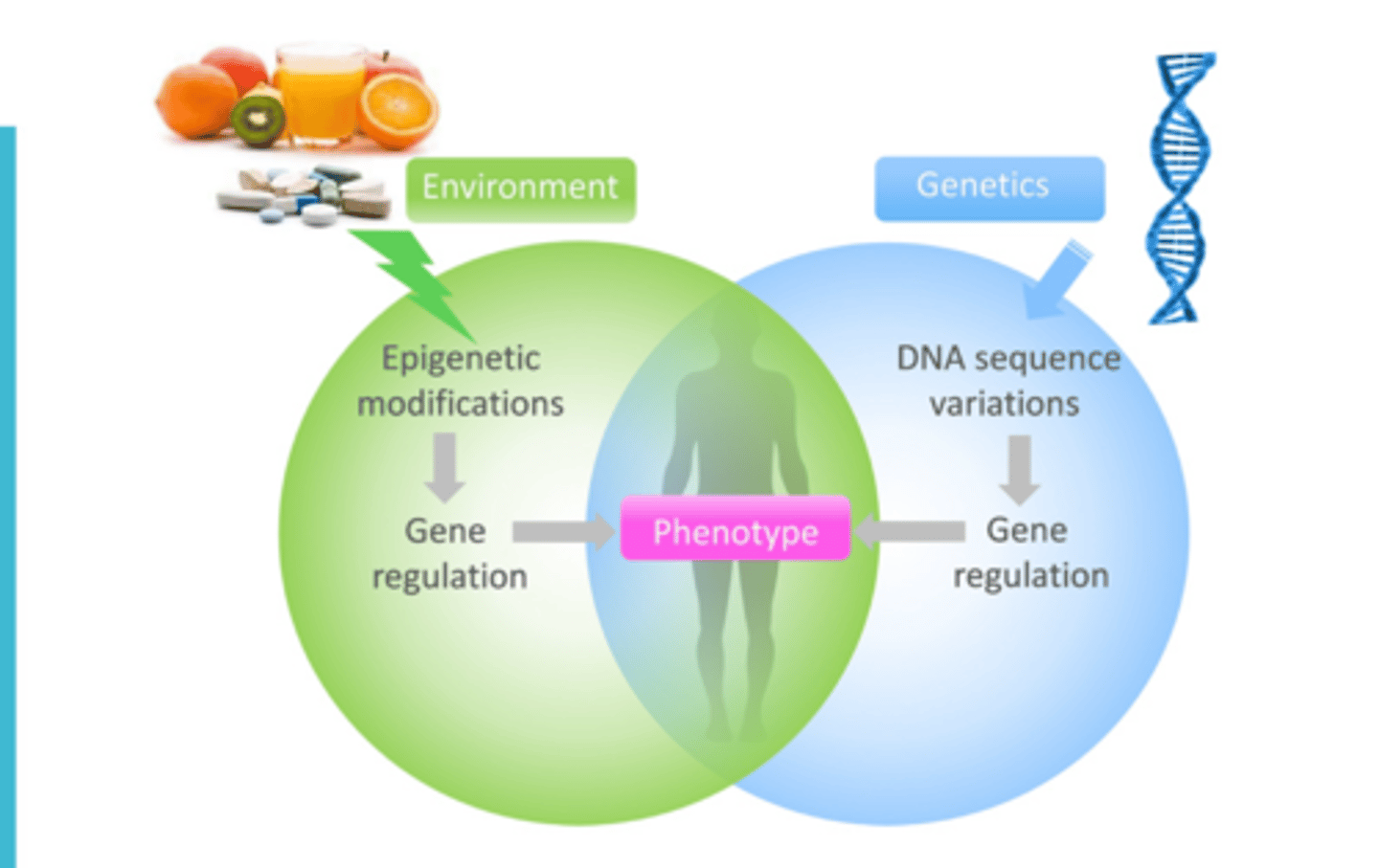 <p>study of biology (internal) and enviromental (external) signals that determine gene expression</p>