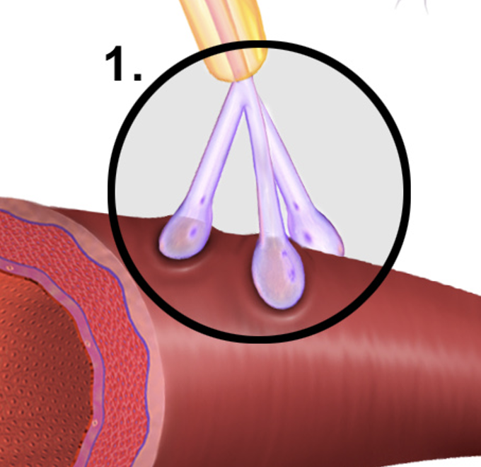 <p>A type of synapse where neurotransmitters are released<u> directly from the axon terminal into the extracellular space/bloodstream,</u> influencing nearby neurons without the need for direct synaptic connection.</p>