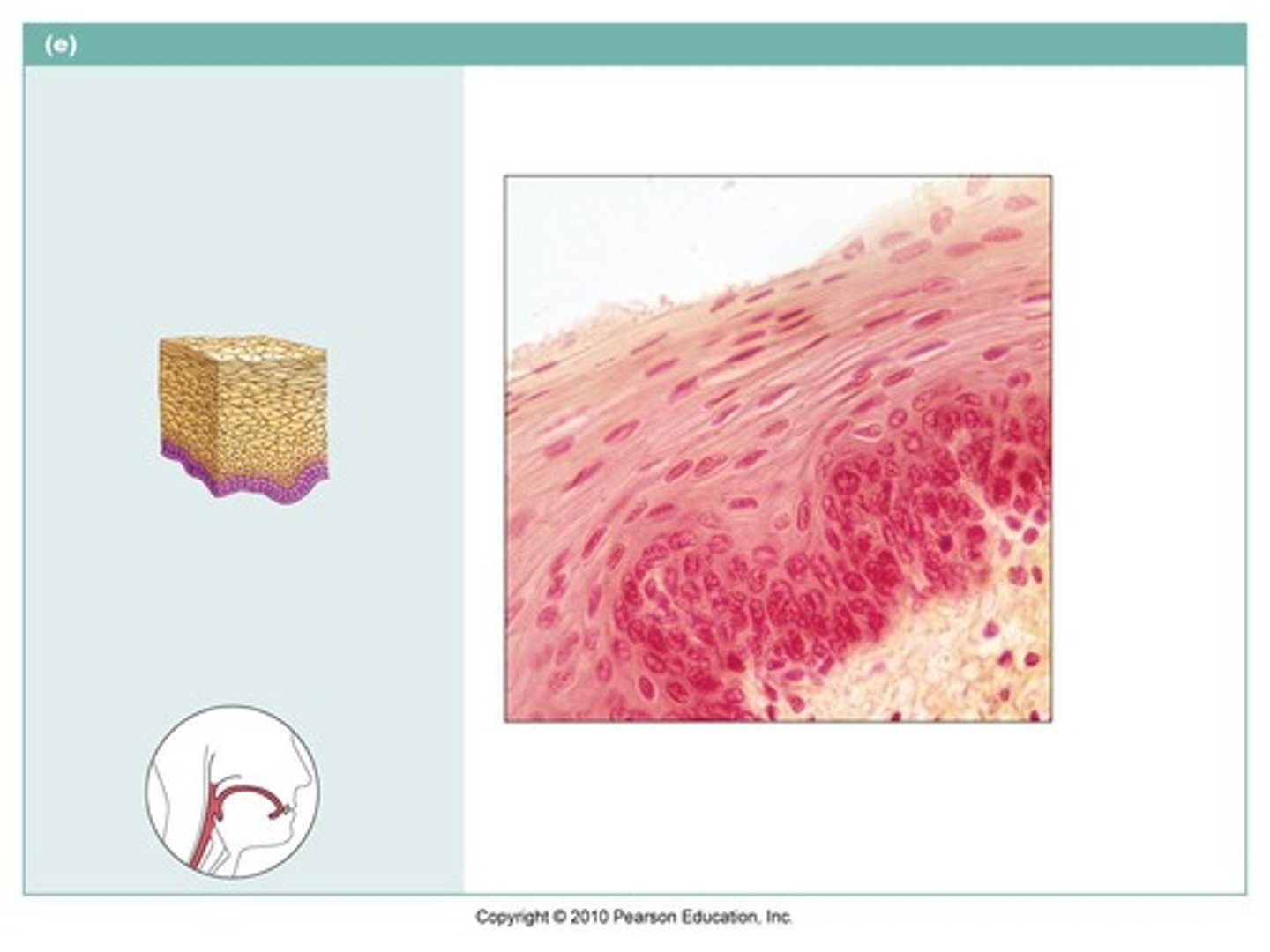 <p>describe the function of this tissue type</p>