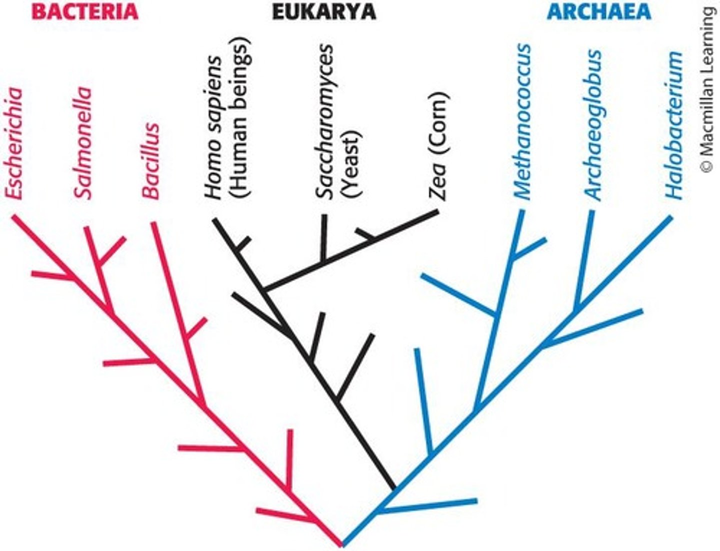<p>Three domains: Eukarya, Bacteria, or Archaea based on biochemical characteristics.</p>