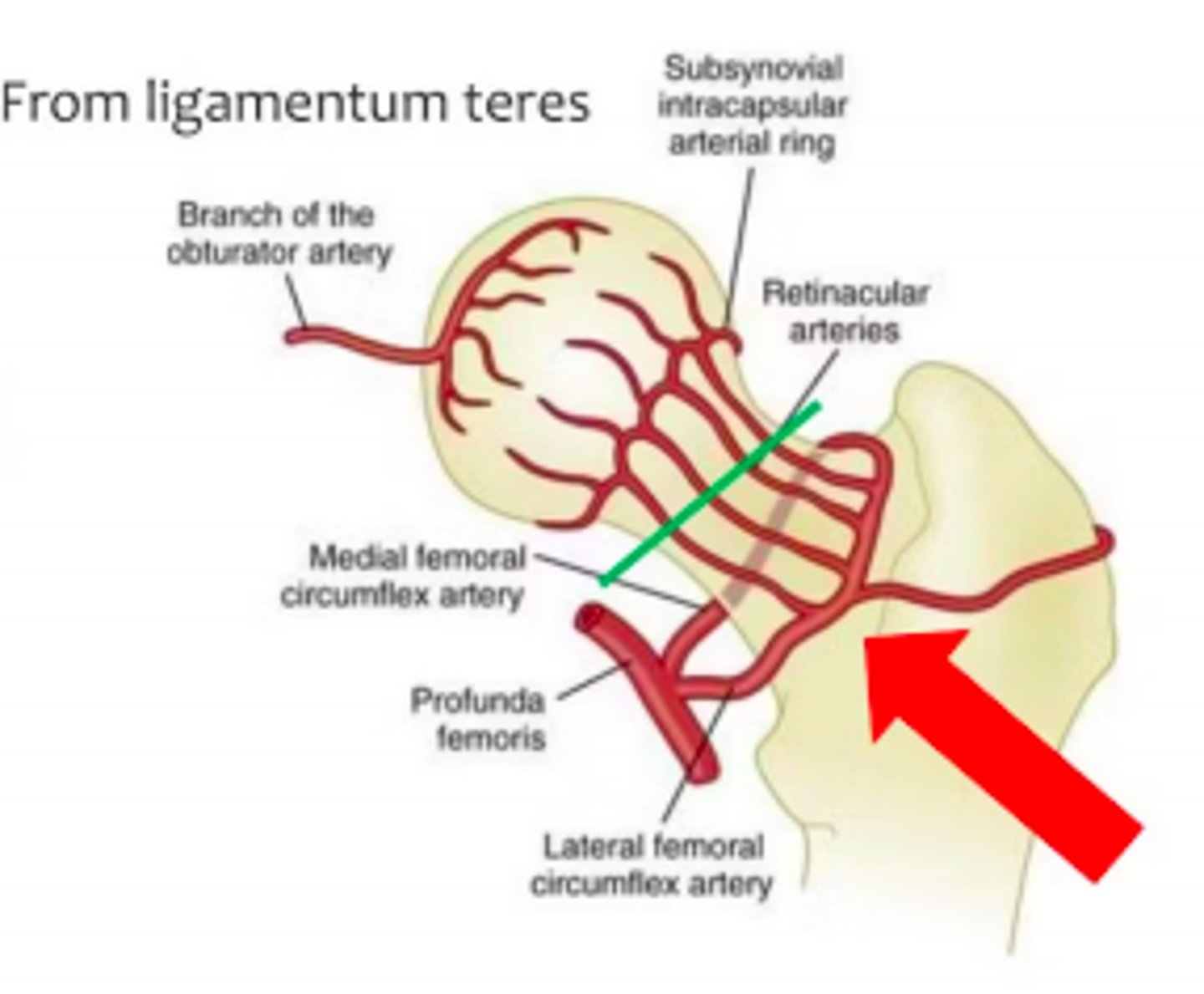<p>Majority of blood supply is retrograde (lateral and medial circumflex arteries)</p><p>An intracapsular fracture may disrupt the retrograde blood supply > risk of avascular necrosis to the femoral head </p>