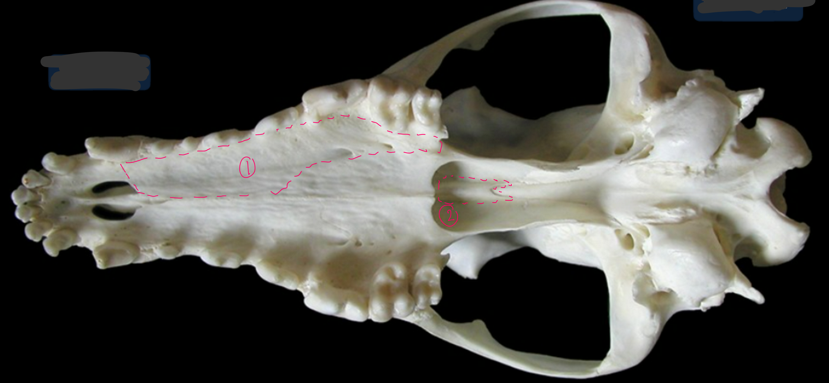 <p>label the bones from the ventral (bottom) view of the canine skull</p>