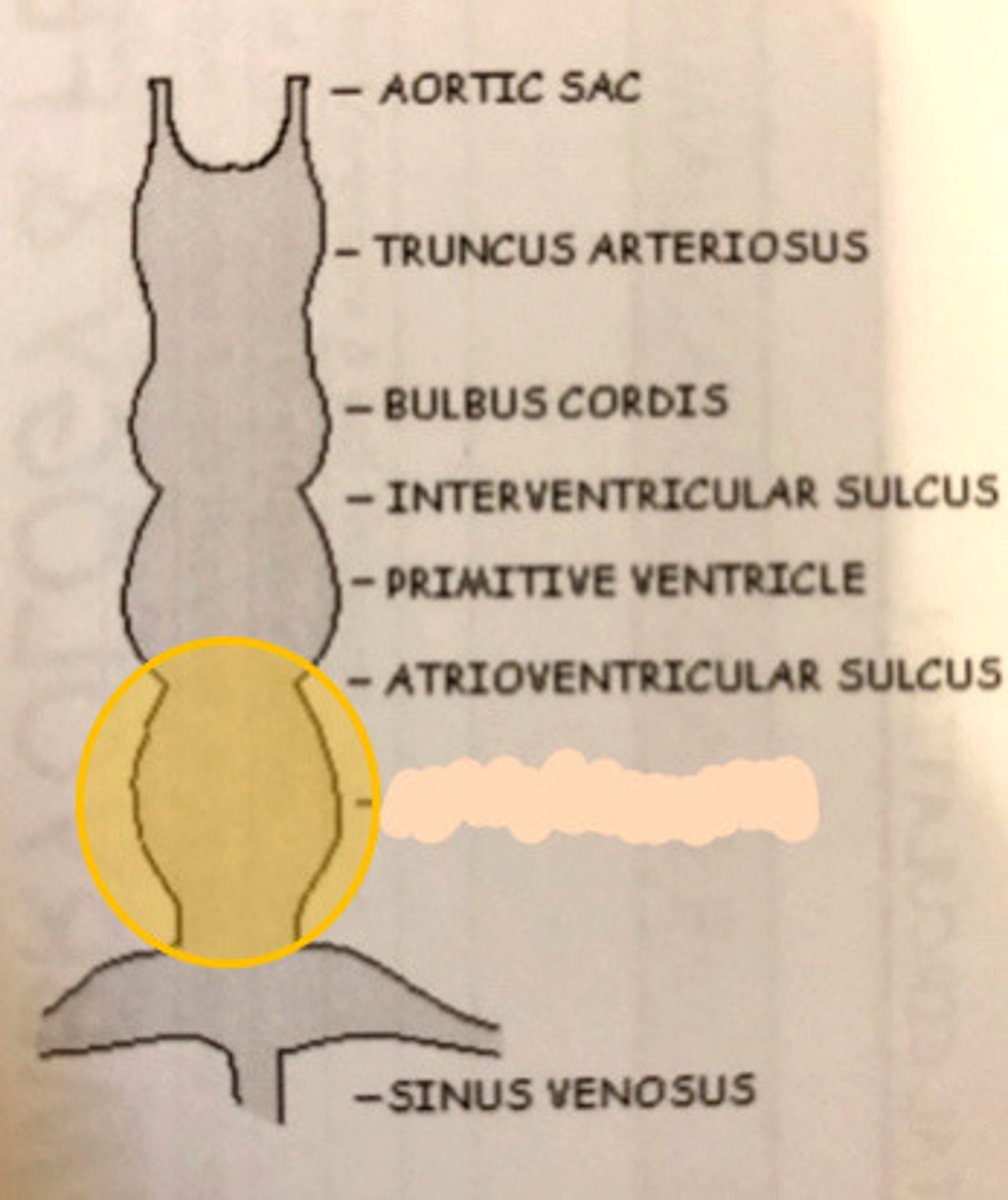 <p>What does the yellow circle indicate</p>