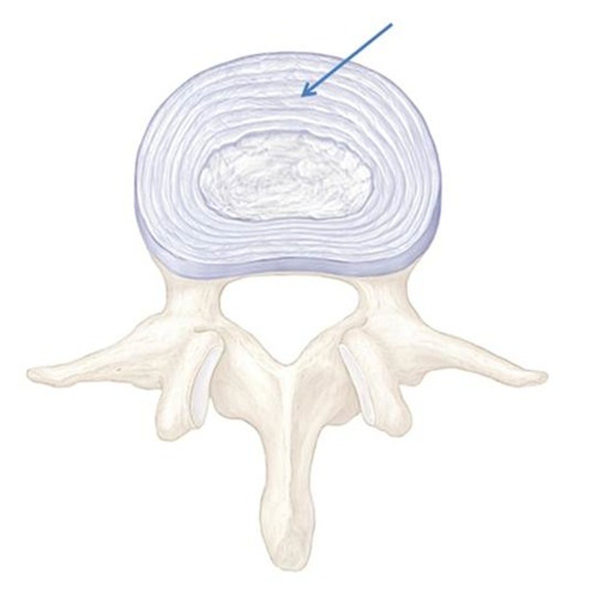 <p>outer collar composed of collagen and fibrocartilage</p>