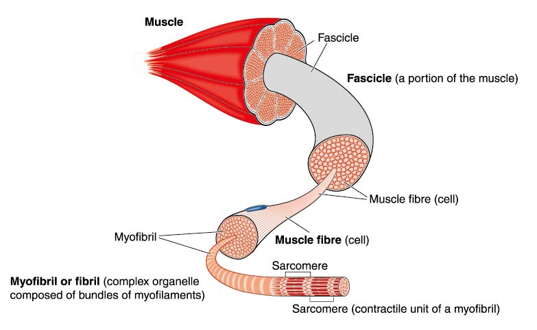 <p>myofilaments, myofibrils, muscle fibers/cells (endomysium), fascicles (perimysium), actual muscle (epimysium)</p><p></p>