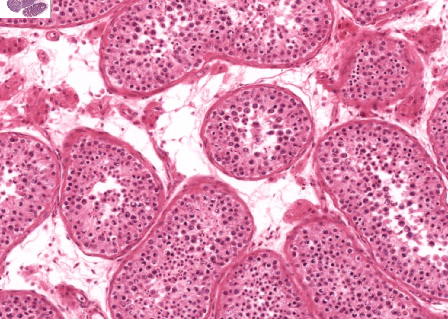 <p>histo; each “circle”</p>