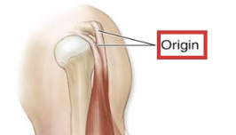 <p>the end of the muscle that is attached to a stationary part of the bone</p>