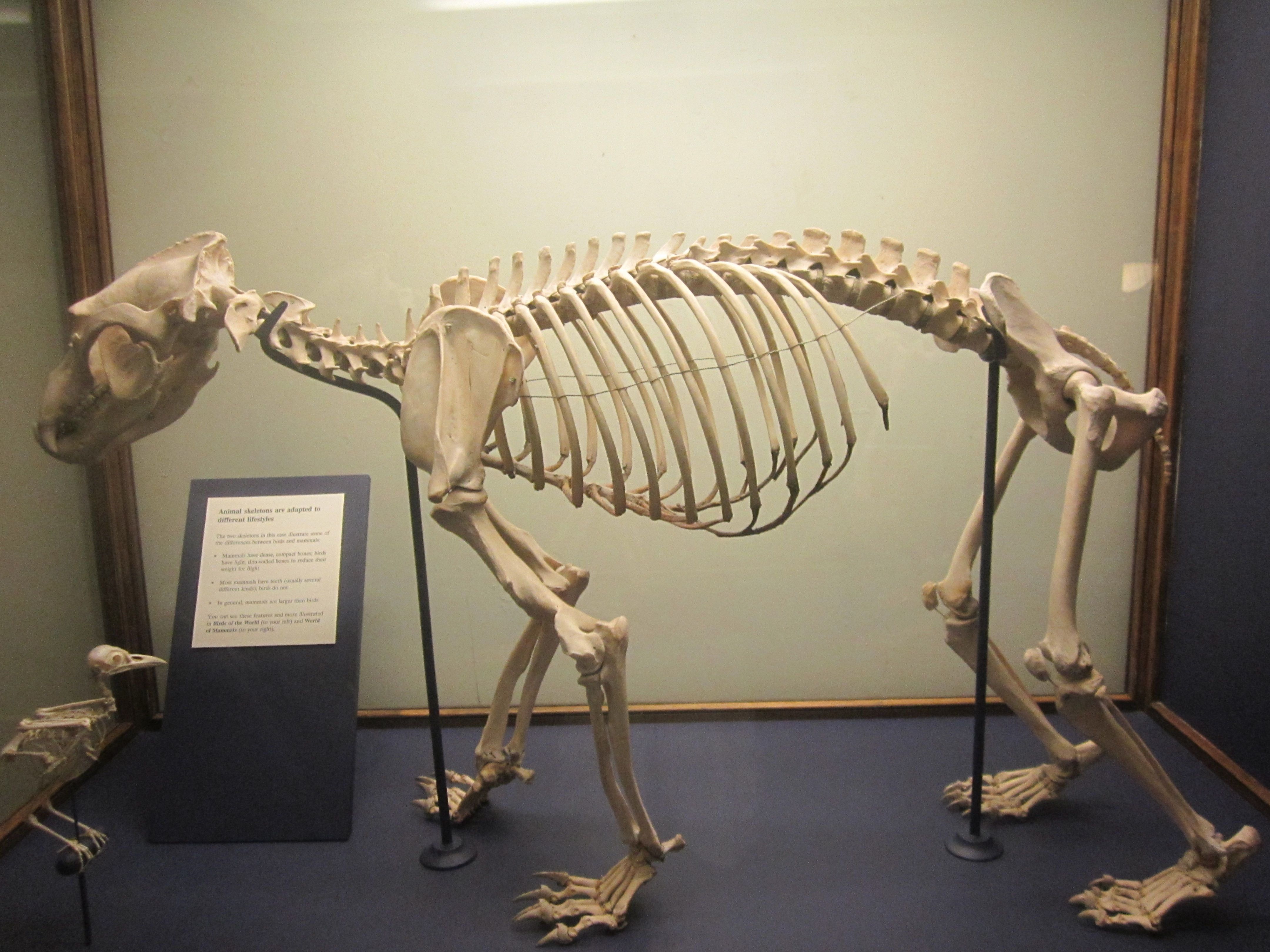 <p>Family Ursidae</p>