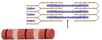 <p><span style="background-color: transparent;"><strong><span>M line</span></strong></span></p>