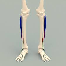 <p>O: Lateral condyle tibia and lateral fibula I: Base of 1st Metatarsal, Medial Cuneiform A: Everts and assists with Plantar flexion of feet</p>