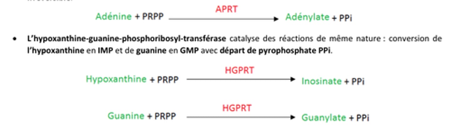<p>APRT = adénine phosphoribosyl transférase</p><p>HGPRT = Hypoxanthine-guanine phosphoribosyl transférase</p>
