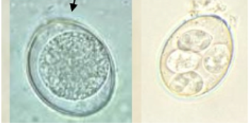 eimeria spp. 
