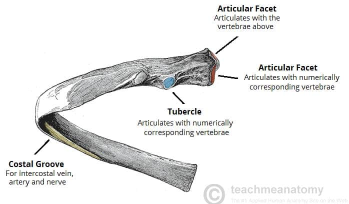 <p>a flattened or shallow articulating surface</p>