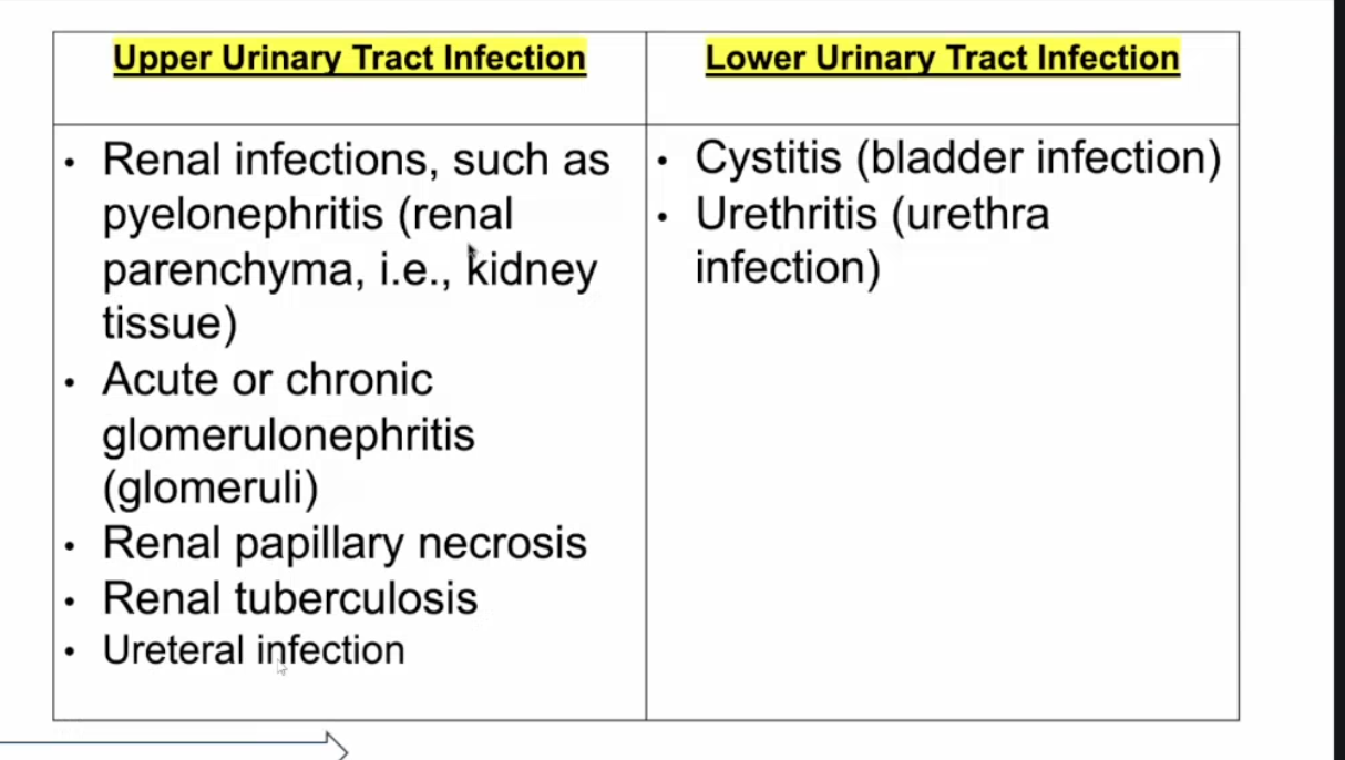 <ul><li><p>B</p></li><li><p>Upper UTI - kidney + ureter</p></li><li><p>Lower UTI - bladder + urethra</p></li></ul><p></p>