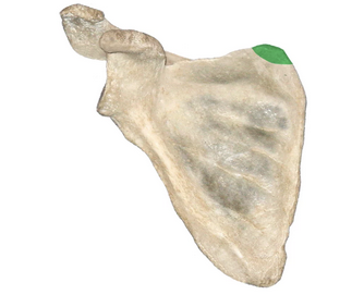 <p>What is the green portion called?</p>