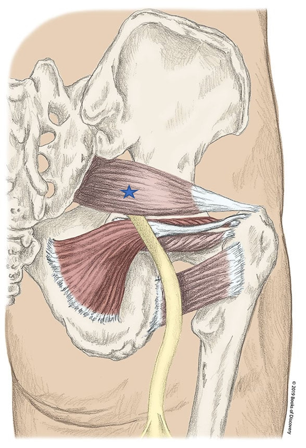<p><span>From the list of muscles and actions below, identify the "starred" muscle and its primary actions. NOTE: There are several primary actions...do not choose actions where the muscle assists.</span></p><p><span><span>A) Medial rotation of hip</span></span></p><p><span><span>B) Gemellus superior</span></span></p><p><span><span>C) Lateral rotation of hip </span></span></p><p><span><span>D) Piriformis</span></span></p><p><span><span>E) Obturator externus</span></span></p><p><span><span>F) Obturator internus</span></span></p><p><span><span>G) Gemellus inferior</span></span></p><p><span><span>H) Quadratus femoris</span></span></p><p><span><span>I) Abduct hip with hip flexed</span></span></p><p><span><span>J) Adduct the hip with hip flexed</span></span></p>