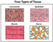 <p>Nervous, Epithelial, Muscle,and Connective tissue.</p>