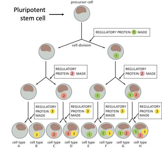 <ul><li><p>GENERATE DIFFERENT CELL TYPES!</p></li><li><p>HYPOTHETICAL SCHEME: 7 DIFFERENT CELL TYPES ARE GENERATED USING 3 DIFFERENT TRANSCRIPTIONAL REGULATORS</p></li></ul><p></p>
